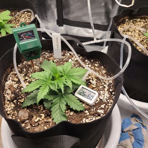Sour Diesel growlog timeline photo