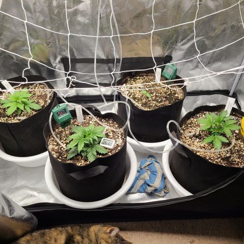 Bruce Banner growlog timeline photo