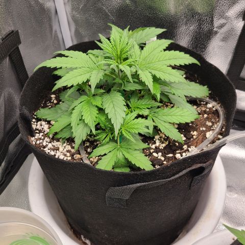 Bruce Banner growlog timeline photo