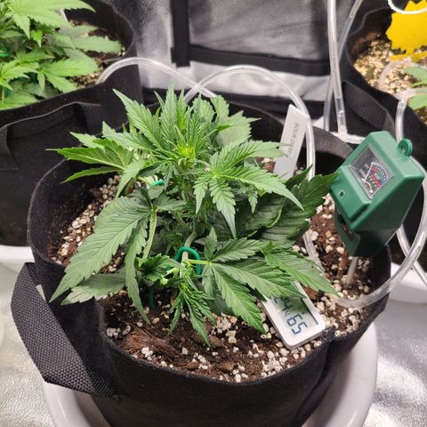 Sour Diesel growlog timeline photo