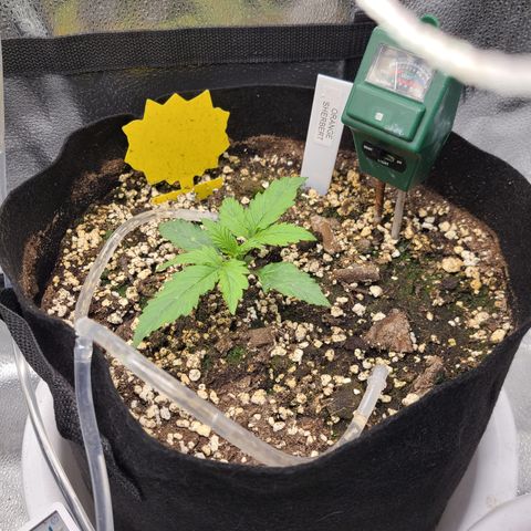 Orange Sherbert growlog timeline photo