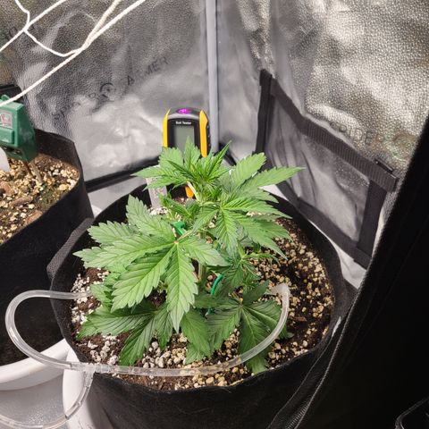 Purple Lemonade Skunk growlog timeline photo