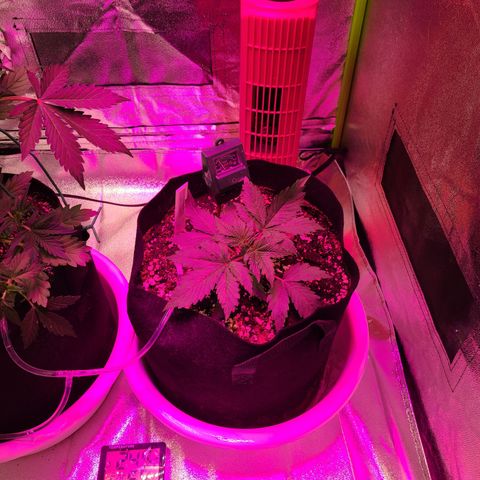 Orange Sherbert growlog timeline photo