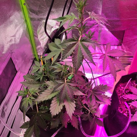 Purple Lemonade Skunk growlog timeline photo
