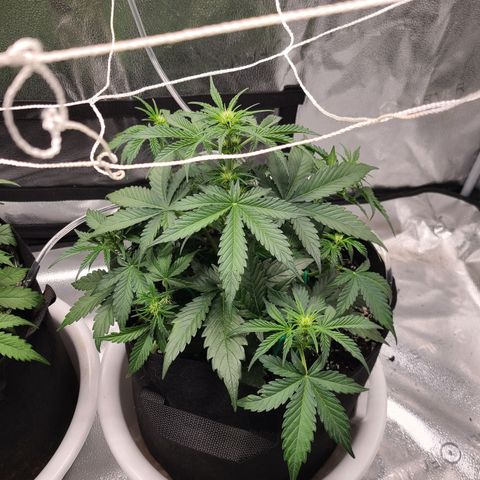 Sour Diesel growlog timeline photo
