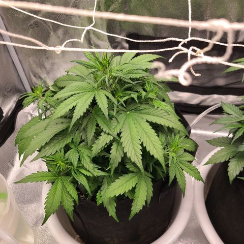 Bruce Banner growlog timeline photo