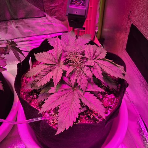 Orange Sherbert growlog timeline photo