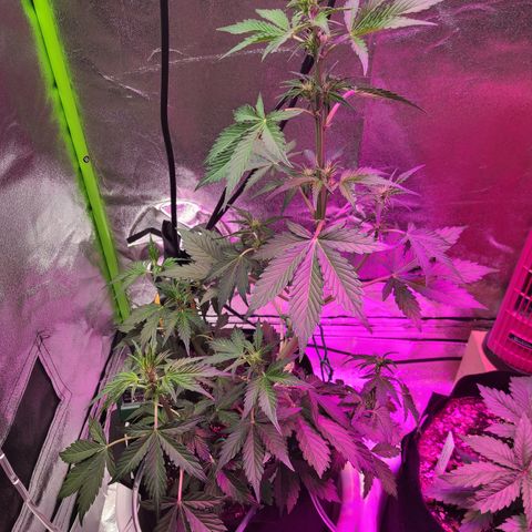 Purple Lemonade Skunk growlog timeline photo