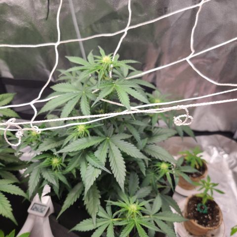 Sour Diesel growlog timeline photo