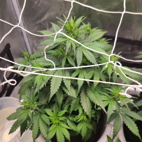 Bruce Banner growlog timeline photo