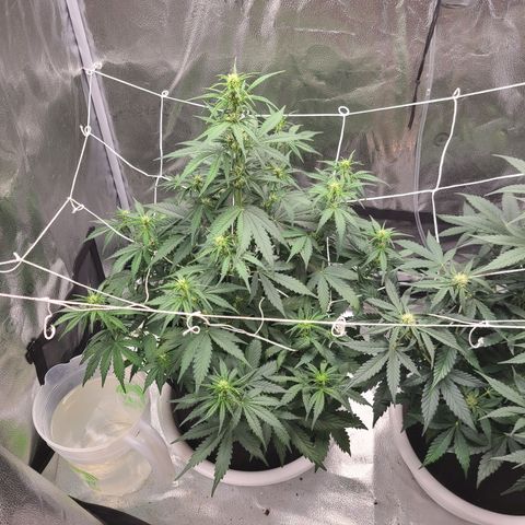 Bruce Banner growlog timeline photo