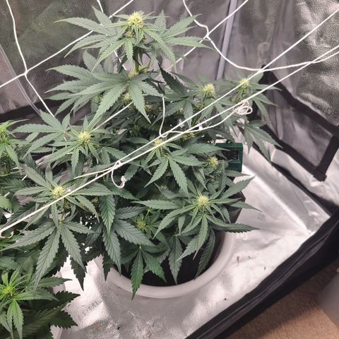 Sour Diesel growlog timeline photo