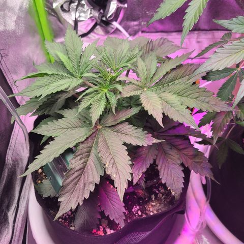 Orange Sherbert growlog timeline photo