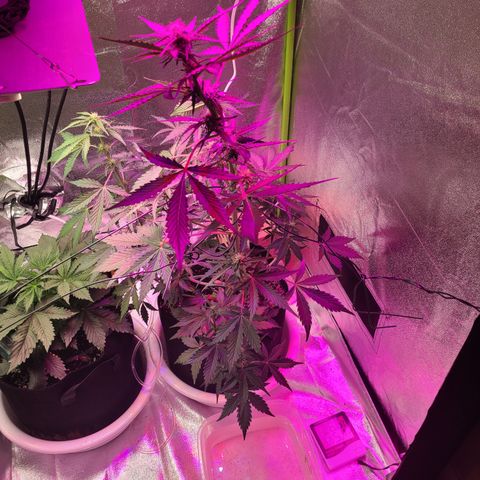Purple Lemonade Skunk growlog timeline photo