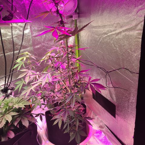 Purple Lemonade Skunk growlog timeline photo