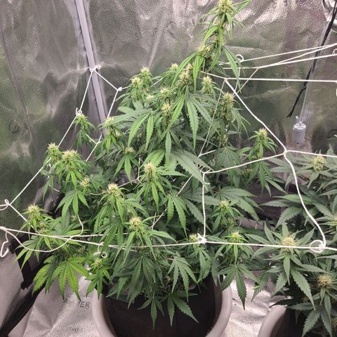 Bruce Banner growlog timeline photo