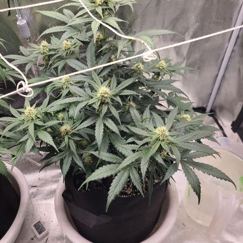 Sour Diesel growlog timeline photo