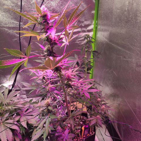 Purple Lemonade Skunk growlog timeline photo