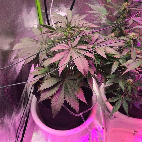 Orange Sherbert growlog timeline photo