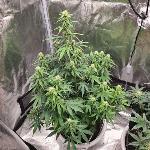 Bruce Banner growlog timeline photo