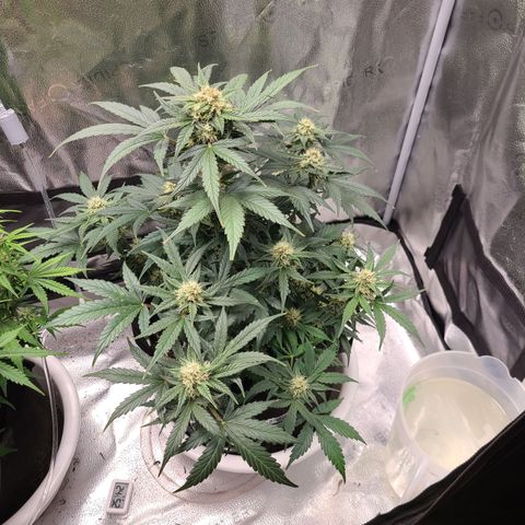 Sour Diesel growlog timeline photo