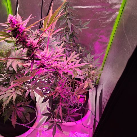Purple Lemonade Skunk growlog timeline photo