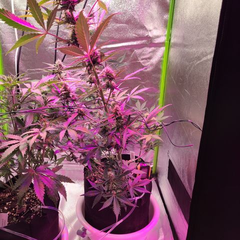 Purple Lemonade Skunk growlog timeline photo