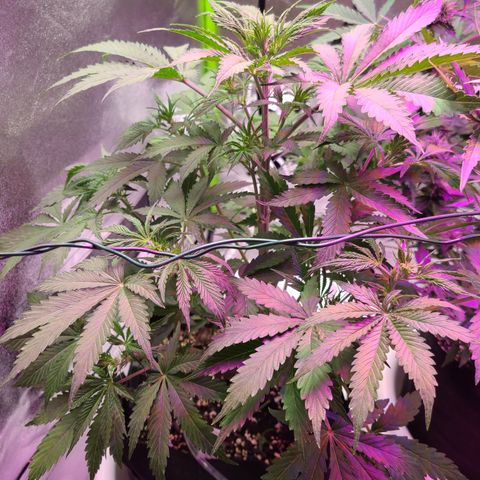 Orange Sherbert growlog timeline photo