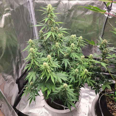 Bruce Banner growlog timeline photo