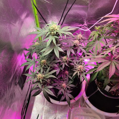 Sour Diesel growlog timeline photo