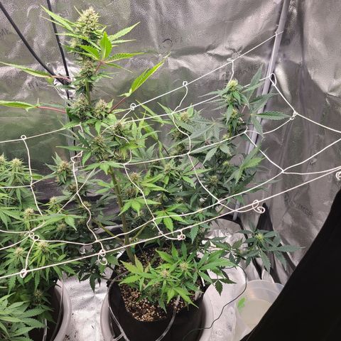 Purple Lemonade Skunk growlog timeline photo