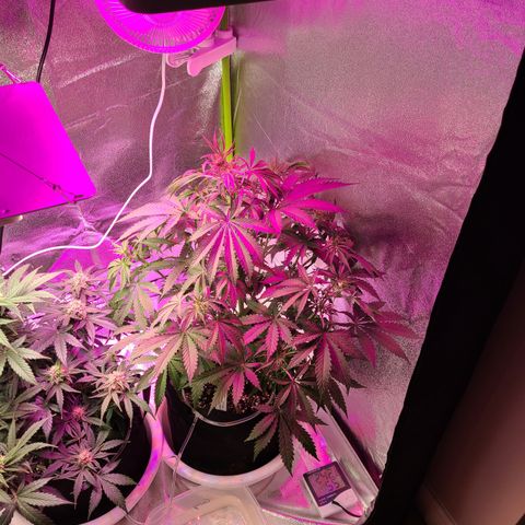 Orange Sherbert growlog timeline photo