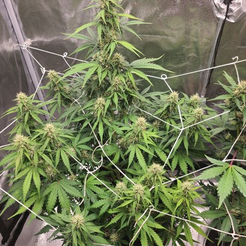 Bruce Banner growlog timeline photo