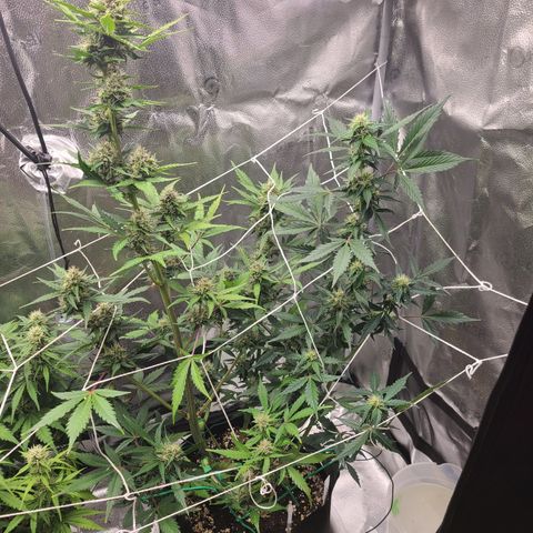 Purple Lemonade Skunk growlog timeline photo