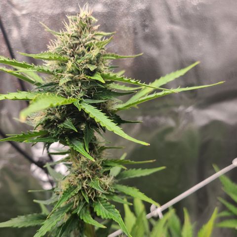 Purple Lemonade Skunk growlog timeline photo