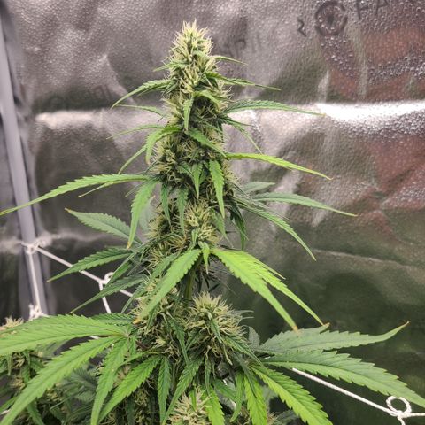 Bruce Banner growlog timeline photo