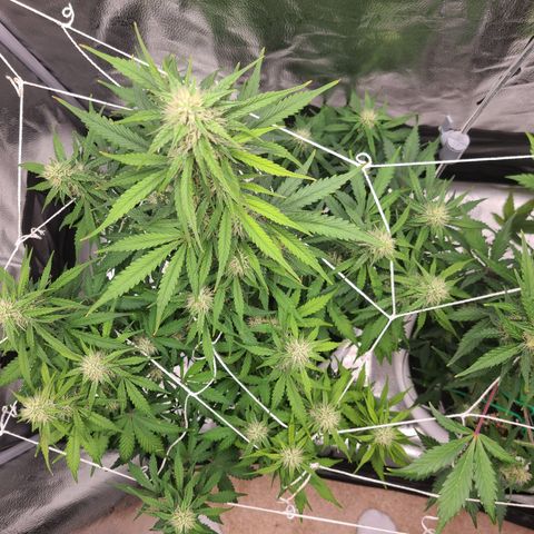Bruce Banner growlog timeline photo