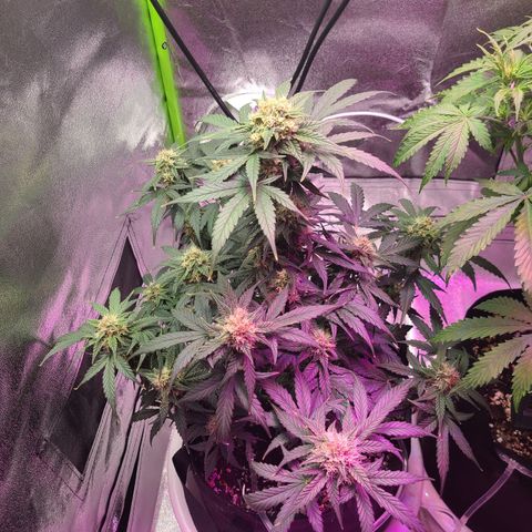 Sour Diesel growlog timeline photo
