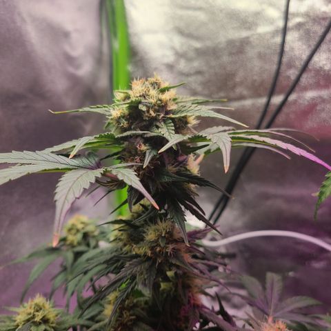Sour Diesel growlog timeline photo