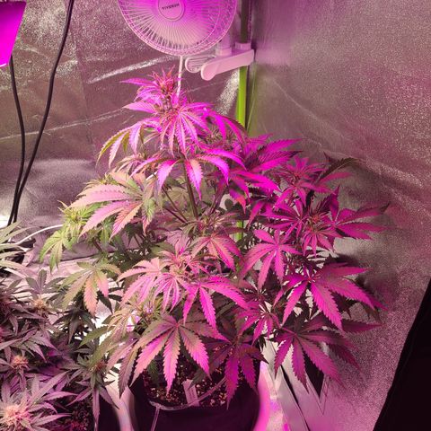 Orange Sherbert growlog timeline photo