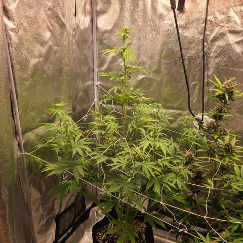 Orange Sherbert growlog timeline photo