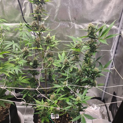Purple Lemonade Skunk growlog timeline photo