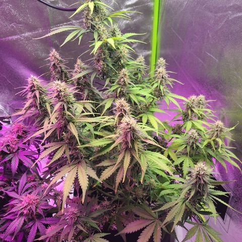 Bruce Banner growlog timeline photo