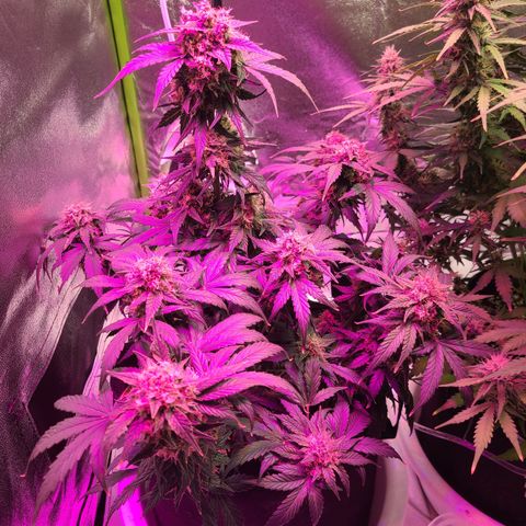 Sour Diesel growlog timeline photo