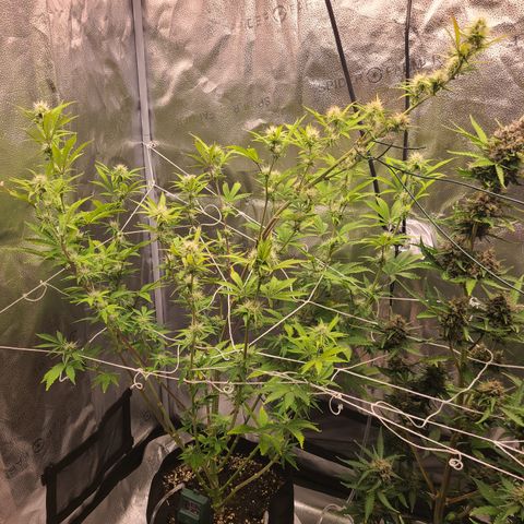Orange Sherbert growlog timeline photo