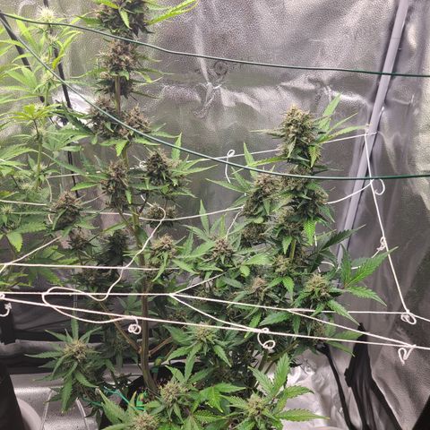Purple Lemonade Skunk growlog timeline photo