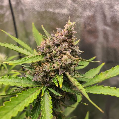 Purple Lemonade Skunk growlog timeline photo
