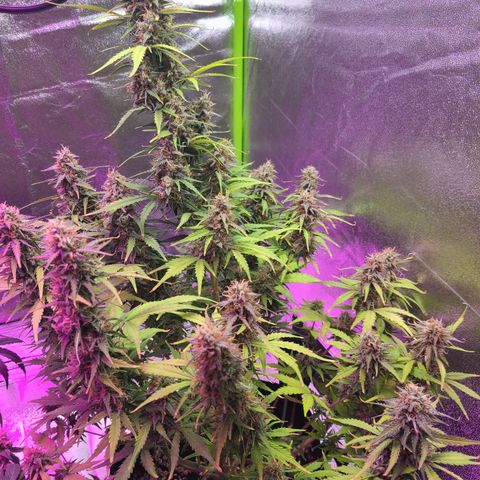 Bruce Banner growlog timeline photo