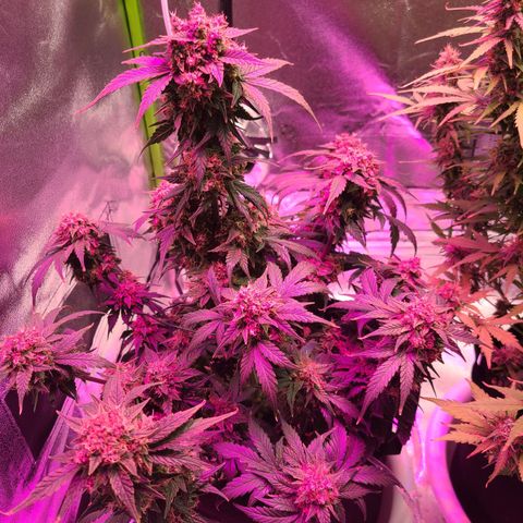 Sour Diesel growlog timeline photo