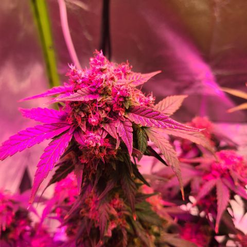 Sour Diesel growlog timeline photo